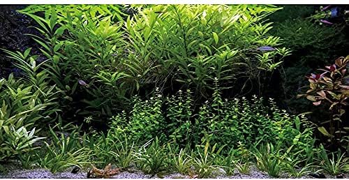 Винил фон за аквариум с подводно водни растения размер 24x12 см за дъното на река и езеро
